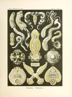 An illustration from Kunstformen der Natur (1904)