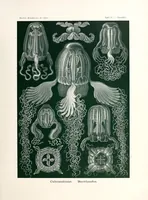 An illustration from Kunstformen der Natur (1904)