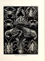 Picture 2 of 16 from Kunstformen der Natur (1904), leaf 35