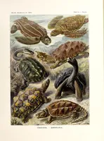 Picture 3 of 16 from Kunstformen der Natur (1904), leaf 49