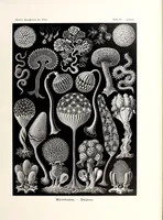Picture 4 of 16 from Kunstformen der Natur (1904), leaf 77