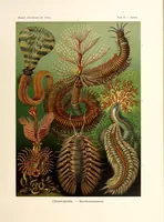 Picture 5 of 16 from Kunstformen der Natur (1904), leaf 91