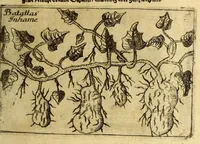 An illustration from Kurtze Reise Beschreibung Hr. Heinrich von Uchteritz ... Worinnen vermeldet, was er auf derselben für Unglück und Glück gehabt, sonderlich wie er gefangen nach West Indien geführet, zur Sclaverey verkaufft, und auff der Insel Barbados durch den Namen seines Herrn Vettern Johan Christoff von Uchteritz, vff Medewitz und Spansdorff erbgesessen Cammer Juncker auff Gottorff, wunderlich errettet und erlöset worden (1666)
