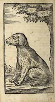 An illustration from La caccia dell' arcobugio (1672)