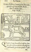 Picture 6 of 11 from La caccia di Giacomo di Foglioso, scudiero e signore di esso luogo, paese di Gastina in Poitù : con molte ricette & rimedij per risanare i cani da diuerse malattie (1615), leaf 212