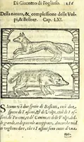 An illustration from La caccia di Giacomo di Foglioso, scudiero e signore di esso luogo, paese di Gastina in Poitù : con molte ricette & rimedij per risanare i cani da diuerse malattie (1615)