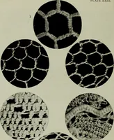 An illustration from The lace & embroidery collector; a guide to collectors of old lace and embroidery (1922)