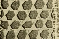 An illustration from A lace guide for makers and collectors; with bibliography and five-language nomenculture, profusely illus. with halftone plates and key designs (1920)