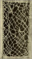 An illustration from A lace guide for makers and collectors; with bibliography and five-language nomenculture, profusely illus. with halftone plates and key designs (1920)