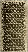 An illustration from A lace guide for makers and collectors; with a bibliography and five-language nomenclature, profusely illus. with halftone plates and key designs (1920)