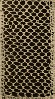 An illustration from A lace guide for makers and collectors; with a bibliography and five-language nomenclature, profusely illus. with halftone plates and key designs (1920)
