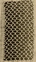 An illustration from A lace guide for makers and collectors; with a bibliography and five-language nomenclature, profusely illus. with halftone plates and key designs (1920)