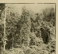 An illustration from La Côte d'Ivoire : le pays, les habitants (1917)