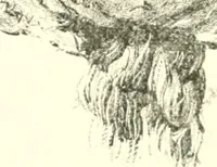 An illustration from Lacunar basilicae Sancti Macarii, aberdonensis: the heraldic ceiling of the cathedral church of St. Machar, old Aberdeen (1888)