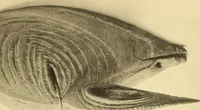 An illustration from La décoration primitive : Océanie (1922)
