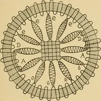 Picture 62 of 64 from La dentelle aux fuseaux (1921), leaf 106
