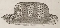 An illustration from The ladies complete guide to needle-work and embroidery : containing clear and practical instructions whereby any one can learn easily.../ (1859)