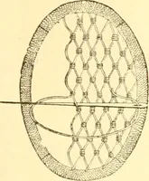 An illustration from Ladies' fancy work .. (1885)