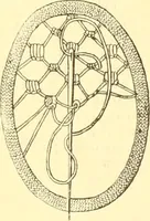 An illustration from Ladies' fancy work .. (1885)