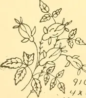An illustration from Ladies' fancy work .. (1885)