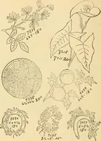 An illustration from Ladies' fancy work .. (1885)