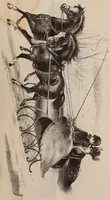 An illustration from Ladies' fine fur garments (1889)