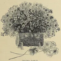 Picture 3 of 12 from The ladies' floral cabinet (1871), leaf 131