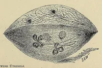 Picture 4 of 12 from The ladies' floral cabinet (1871), leaf 153