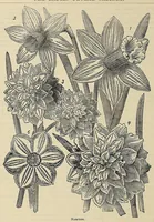 An illustration from The ladies' floral cabinet (1871)