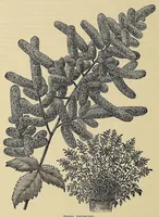 An illustration from The ladies' floral cabinet (1871)