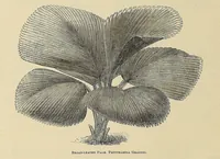 An illustration from The ladies' floral cabinet (1871)