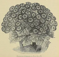 Picture 6 of 16 from The ladies' floral cabinet (1871), leaf 141