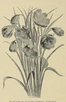 An illustration from The ladies' floral cabinet (1871)