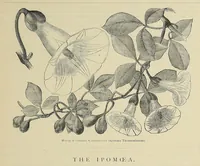 An illustration from The ladies' floral cabinet (1871)
