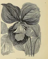 An illustration from The ladies' floral cabinet (1871)