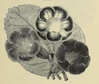 An illustration from The ladies' floral cabinet (1871)