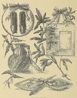 Picture 14 of 16 from The ladies' floral cabinet (1871), leaf 310