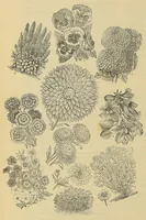 An illustration from The ladies' floral cabinet (1871)