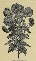 An illustration from The ladies' floral cabinet (1871)