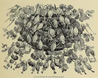 Picture 3 of 16 from The ladies' floral cabinet (1871), leaf 79