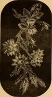 An illustration from The ladies' guide to needle work, embroidery, etc ... : being a complete guide to all kinds of ladies' fancy work (1877)