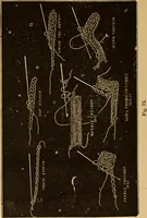 An illustration from The ladies' guide to needle work, embroidery, etc ... : being a complete guide to all kinds of ladies' fancy work (1877)
