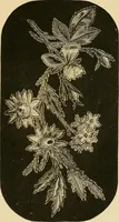 An illustration from The ladies' guide to needle work, embroidery, etc. : being a complete guide to all kinds of ladies' fancy work (1877)