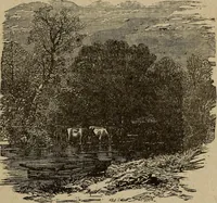 An illustration from Ladies' manual of art : or, Profit and pastime : a self teacher in all branches of decorative art, embracing every variety of painting and drawing on china, glass, velvet, canvas, paper and wood : the secret of all glass transparencies, sketching from nature, pastel and crayon drawing, taxidermy, etc (1887)