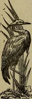 An illustration from Ladies' manual of art : or, Profit and pastime : a self teacher in all branches of decorative art, embracing every variety of painting and drawing on china, glass, velvet, canvas, paper and wood : the secret of all glass transparencies, sketching from nature, pastel and crayon drawing, taxidermy, etc (1887)