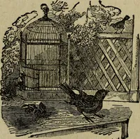 An illustration from Ladies' manual of art : or, Profit and pastime : a self teacher in all branches of decorative art, embracing every variety of painting and drawing on china, glass, velvet, canvas, paper and wood : the secret of all glass transparencies, sketching from nature, pastel and crayon drawing, taxidermy, etc (1887)