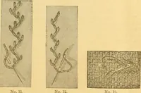An illustration from Ladies' manual of embroidery and stamping. Giving full instructions in making the stitches .. (1884)