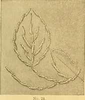 An illustration from Ladies' manual of embroidery and stamping. Giving full instructions in making the stitches .. (1884)