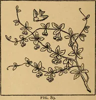 An illustration from Ladies's work for pleasure and profit (1894)