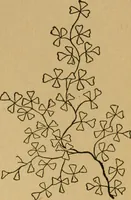 An illustration from Ladies's work for pleasure and profit (1894)